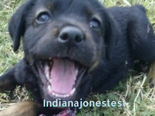 Indianajonestest